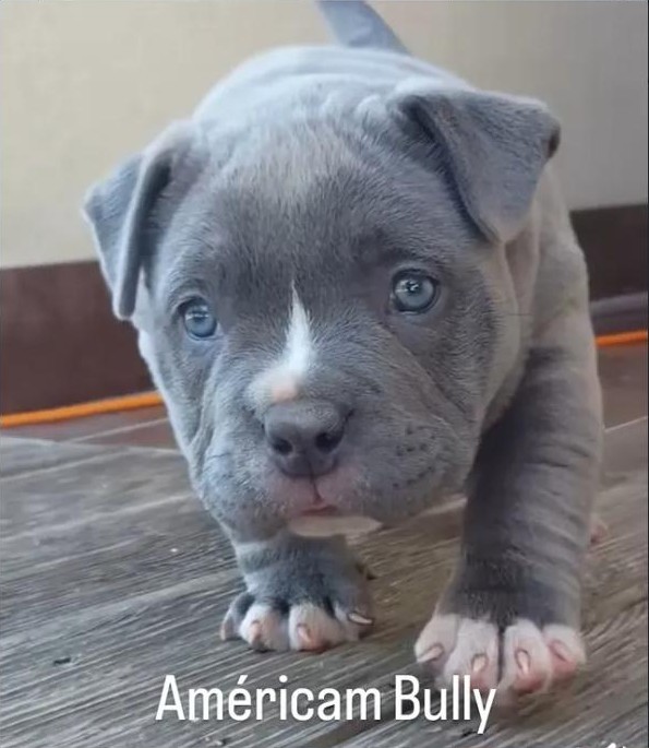 Cachorro American Bully de Infinity Pets