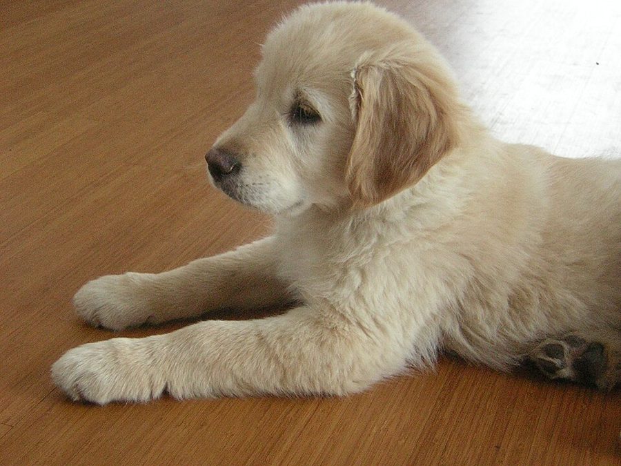 Cachorro Golden Retriever