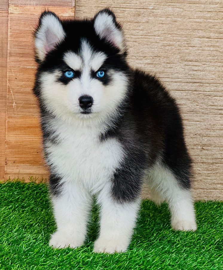 Cachorro Husky Siberiano
