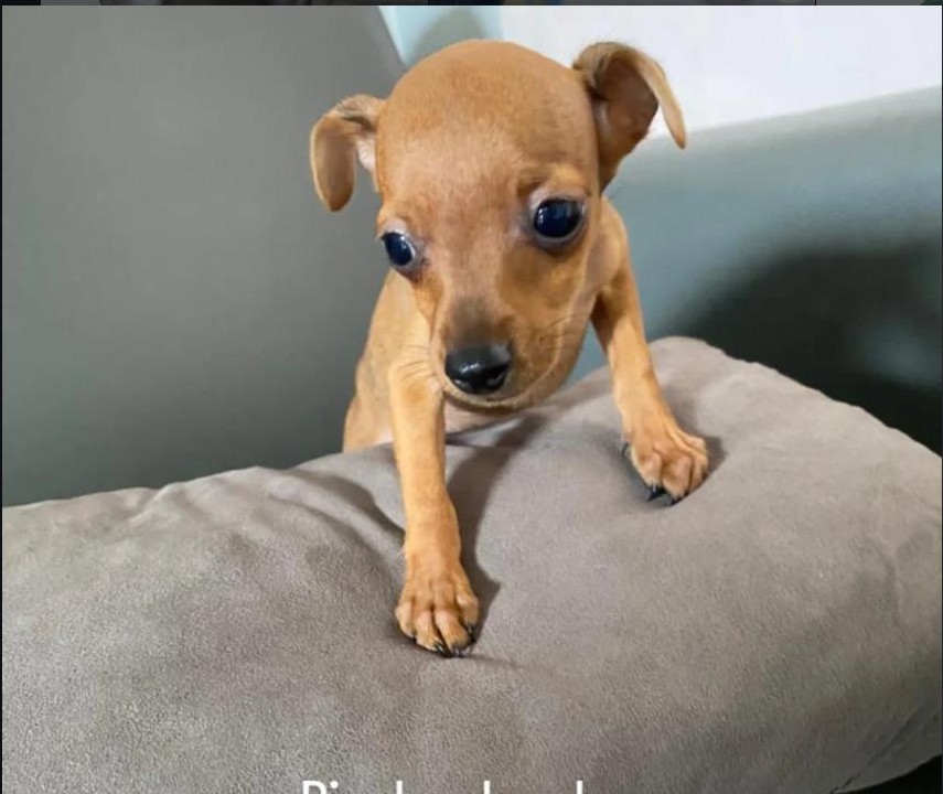 Cachorro Pinscher de Infinity Pets