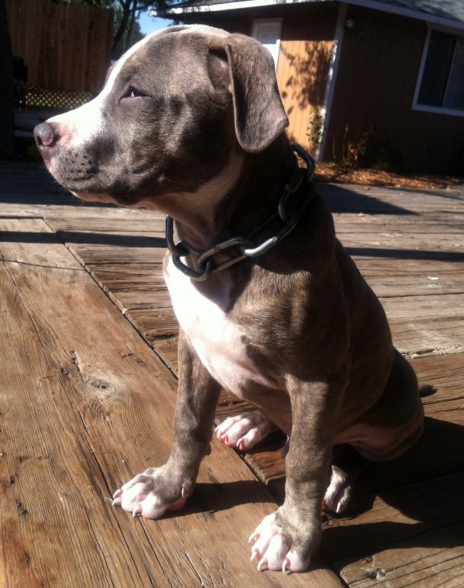 Cachorro Pitbull