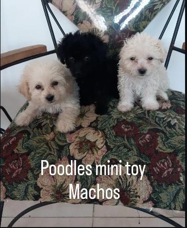 Cachorros Poodle mini toy de Infinity Pets