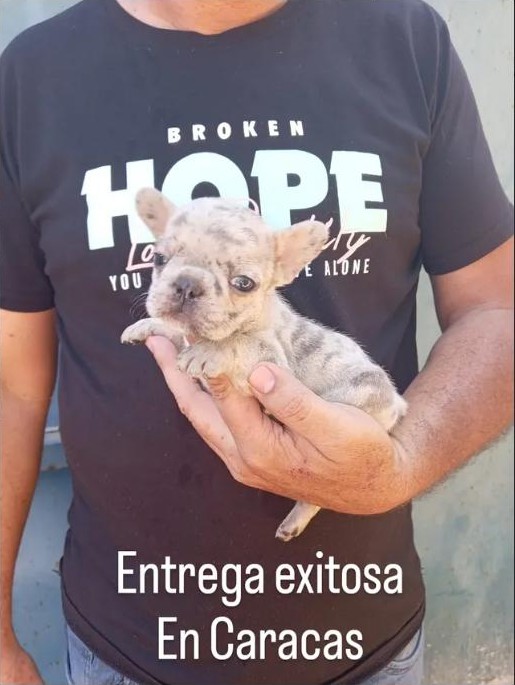 Entrega exitosa de cachorro Bulldog Francés en Caracas